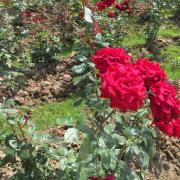IMG_3195.JPG